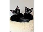 Kittens Kittens Kittens!, Domestic Shorthair For Adoption In Franklin, Tennessee