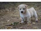 Cooper, Labrador Retriever For Adoption In Pleasant Hill, California