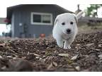 Vixie, Labrador Retriever For Adoption In Pleasant Hill, California
