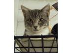 Adopt Lucy a Domestic Short Hair, Tiger