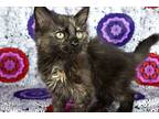Angelica, Domestic Mediumhair For Adoption In Cornersville, Tennessee
