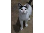 Roger, Domestic Shorthair For Adoption In Cornersville, Tennessee