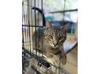Santiago, Domestic Shorthair For Adoption In Kerrville, Texas