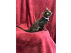 Krissy, Domestic Shorthair For Adoption In Spring, Texas