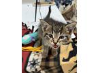 Fruity Pebbles, Domestic Shorthair For Adoption In Grand Rapids, Michigan