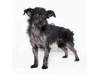 Albi, Terrier (unknown Type, Small) For Adoption In San Luis Obispo, California