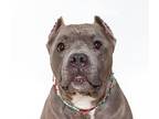 Scarlett, American Staffordshire Terrier For Adoption In San Luis Obispo
