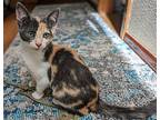 Sheena (and Her Sister Beatrice) Young Female, Calico For Adoption In Hillsboro