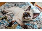 Beatrice (and Sister Sheena) Young Sisters, Siamese For Adoption In Hillsboro