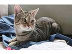 Lucky, American Shorthair For Adoption In Lakeland, Florida