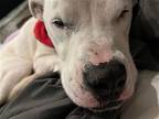 Perl, American Pit Bull Terrier For Adoption In Charlotte, North Carolina
