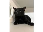 Cat Noir, Domestic Shorthair For Adoption In Seville, Ohio