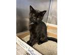 Soy, Domestic Shorthair For Adoption In Seville, Ohio