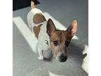 Oliver, Jack Russell Terrier For Adoption In Eatontown, New Jersey