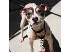 Little Lady, American Staffordshire Terrier For Adoption In Richmond, Virginia
