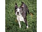 Macky, Boston Terrier For Adoption In Merriam, Kansas