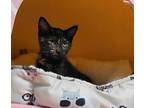 Prudence, Domestic Shorthair For Adoption In Topeka, Kansas