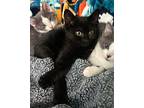 Wingdings, Domestic Shorthair For Adoption In Topeka, Kansas