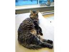 Smokey, Domestic Shorthair For Adoption In Vancouver, British Columbia