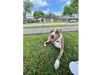 Chelsea, American Pit Bull Terrier For Adoption In Richardson, Texas
