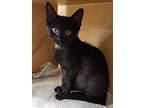 Paws, Domestic Shorthair For Adoption In Oceanside, California