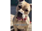 Wiggles3, American Pit Bull Terrier For Adoption In Bennett, Colorado