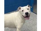 Augi, American Pit Bull Terrier For Adoption In Golden, Colorado