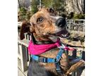 Navy, Fox Terrier (smooth) For Adoption In Marshall, North Carolina