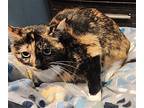 Tacokat, Calico For Adoption In Forest Lake, Minnesota