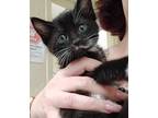 Bentley, Domestic Shorthair For Adoption In Parlier, California