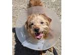 Pontchartrain, Terrier (unknown Type, Medium) For Adoption In Silverdale