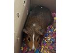 Grito, Guinea Pig For Adoption In Staten Island, New York