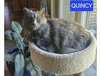 Quincy Clover, Domestic Shorthair For Adoption In Buhl, Idaho