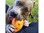 Olive, American Pit Bull Terrier For Adoption In Palm City, Florida