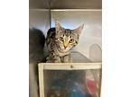 Dancer, Domestic Shorthair For Adoption In Gillette, Wyoming