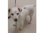 Archie Sr. Hearing Impaired, Jack Russell Terrier For Adoption In Evergreen