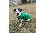Lucky+~, Jack Russell Terrier For Adoption In Columbia, Tennessee