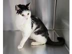 Sir Isaac Mewton, Domestic Shorthair For Adoption In Dickson, Tennessee