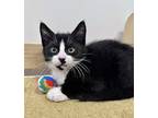 Domino, Domestic Shorthair For Adoption In Melville, New York