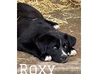 Roxy, Labrador Retriever For Adoption In Marne, Michigan