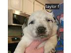 Taylor, American Pit Bull Terrier For Adoption In Eugene, Oregon