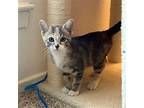 Little Baby, Domestic Shorthair For Adoption In Dallas, Texas