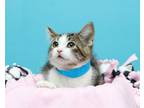 Adopt Olivia a Domestic Short Hair, Tabby