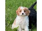 Cavapoo Puppy for sale in Northfield, MN, USA