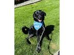 Morgan, Labrador Retriever For Adoption In Lynnwood, Washington