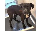 Zyon, American Pit Bull Terrier For Adoption In Springdale, Arkansas