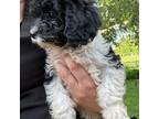 Cavapoo Puppy for sale in Northfield, MN, USA