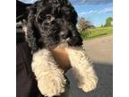 Cavapoo Puppy for sale in Northfield, MN, USA