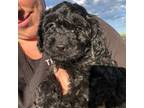 Cavapoo Puppy for sale in Northfield, MN, USA