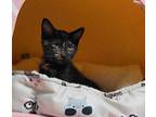 Prudence Domestic Shorthair Kitten Female